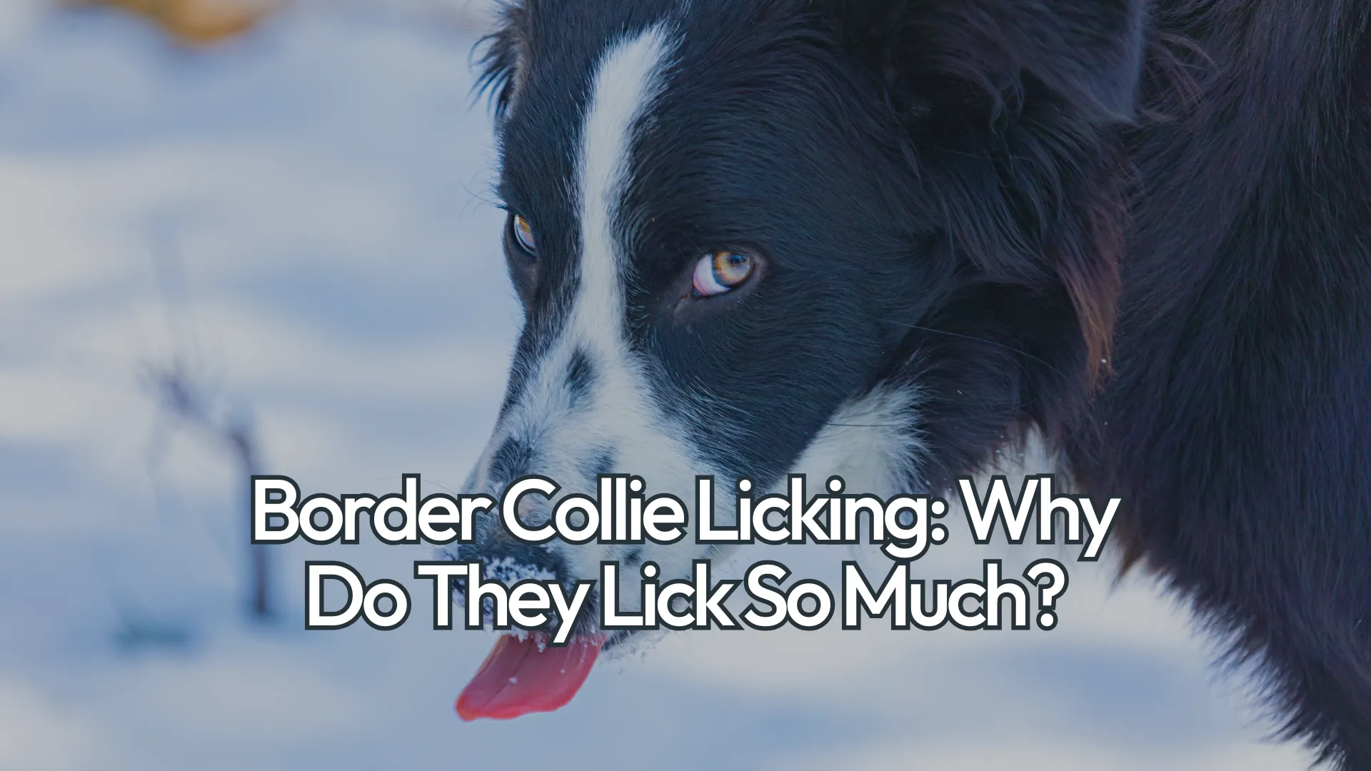 Why Do Border Collies Lick So Much: Unveiling the Surprising Reasons